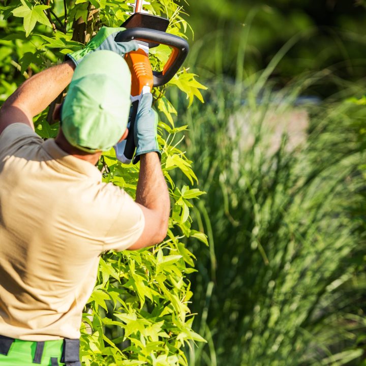 Back View of Professional Gardener Trimming Garden Plants with Hedge Cutter Power Tool. Blurred Background with Copy Space.